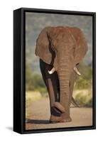 African Elephant (Loxodonta Africana), Kruger National Park, South Africa, Africa-James Hager-Framed Stretched Canvas