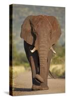 African Elephant (Loxodonta Africana), Kruger National Park, South Africa, Africa-James Hager-Stretched Canvas