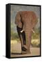 African Elephant (Loxodonta Africana), Kruger National Park, South Africa, Africa-James Hager-Framed Stretched Canvas