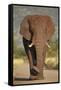 African Elephant (Loxodonta Africana), Kruger National Park, South Africa, Africa-James Hager-Framed Stretched Canvas