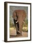 African Elephant (Loxodonta Africana), Kruger National Park, South Africa, Africa-James Hager-Framed Premium Photographic Print