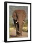 African Elephant (Loxodonta Africana), Kruger National Park, South Africa, Africa-James Hager-Framed Premium Photographic Print