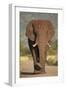 African Elephant (Loxodonta Africana), Kruger National Park, South Africa, Africa-James Hager-Framed Premium Photographic Print