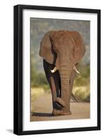 African Elephant (Loxodonta Africana), Kruger National Park, South Africa, Africa-James Hager-Framed Photographic Print