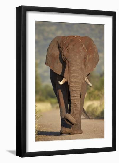 African Elephant (Loxodonta Africana), Kruger National Park, South Africa, Africa-James Hager-Framed Photographic Print