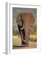 African Elephant (Loxodonta Africana), Kruger National Park, South Africa, Africa-James Hager-Framed Photographic Print