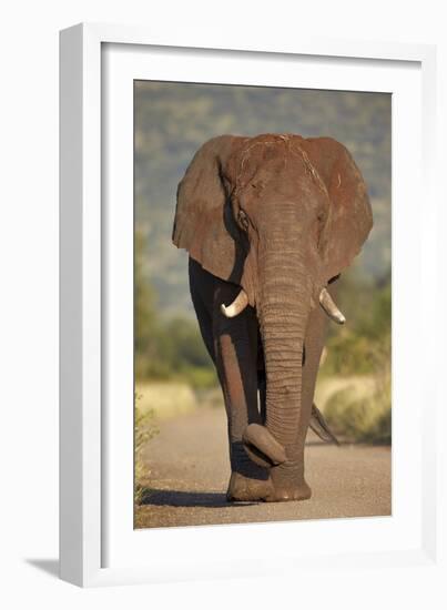 African Elephant (Loxodonta Africana), Kruger National Park, South Africa, Africa-James Hager-Framed Photographic Print