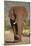 African Elephant (Loxodonta Africana), Kruger National Park, South Africa, Africa-James Hager-Mounted Photographic Print