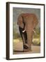 African Elephant (Loxodonta Africana), Kruger National Park, South Africa, Africa-James Hager-Framed Photographic Print