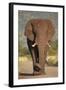 African Elephant (Loxodonta Africana), Kruger National Park, South Africa, Africa-James Hager-Framed Photographic Print