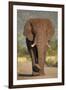 African Elephant (Loxodonta Africana), Kruger National Park, South Africa, Africa-James Hager-Framed Photographic Print