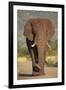 African Elephant (Loxodonta Africana), Kruger National Park, South Africa, Africa-James Hager-Framed Photographic Print