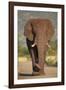 African Elephant (Loxodonta Africana), Kruger National Park, South Africa, Africa-James Hager-Framed Photographic Print