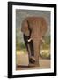 African Elephant (Loxodonta Africana), Kruger National Park, South Africa, Africa-James Hager-Framed Photographic Print