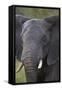 African Elephant (Loxodonta Africana), Kruger National Park, South Africa, Africa-James-Framed Stretched Canvas