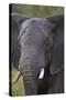 African Elephant (Loxodonta Africana), Kruger National Park, South Africa, Africa-James-Stretched Canvas