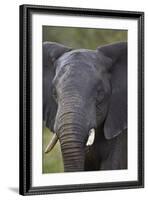 African Elephant (Loxodonta Africana), Kruger National Park, South Africa, Africa-James-Framed Photographic Print