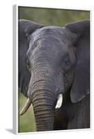 African Elephant (Loxodonta Africana), Kruger National Park, South Africa, Africa-James-Framed Photographic Print