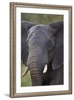 African Elephant (Loxodonta Africana), Kruger National Park, South Africa, Africa-James-Framed Photographic Print