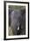 African Elephant (Loxodonta Africana), Kruger National Park, South Africa, Africa-James-Framed Photographic Print