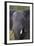 African Elephant (Loxodonta Africana), Kruger National Park, South Africa, Africa-James-Framed Photographic Print