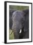 African Elephant (Loxodonta Africana), Kruger National Park, South Africa, Africa-James-Framed Photographic Print