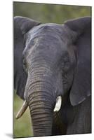 African Elephant (Loxodonta Africana), Kruger National Park, South Africa, Africa-James-Mounted Photographic Print