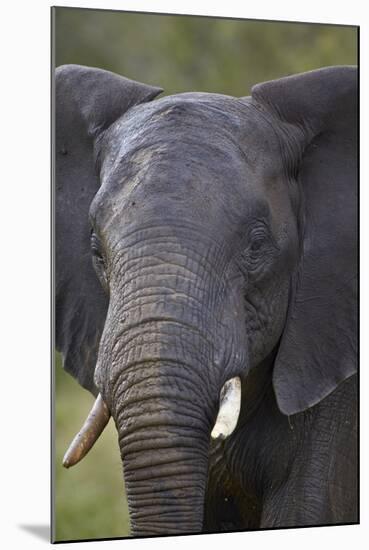 African Elephant (Loxodonta Africana), Kruger National Park, South Africa, Africa-James-Mounted Photographic Print