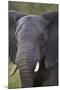 African Elephant (Loxodonta Africana), Kruger National Park, South Africa, Africa-James-Mounted Photographic Print