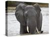 African Elephant (Loxodonta Africana), Kruger National Park, South Africa, Africa-James Hager-Stretched Canvas