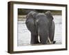 African Elephant (Loxodonta Africana), Kruger National Park, South Africa, Africa-James Hager-Framed Photographic Print