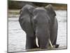 African Elephant (Loxodonta Africana), Kruger National Park, South Africa, Africa-James Hager-Mounted Photographic Print