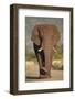 African Elephant (Loxodonta Africana), Kruger National Park, South Africa, Africa-James Hager-Framed Photographic Print