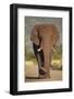 African Elephant (Loxodonta Africana), Kruger National Park, South Africa, Africa-James Hager-Framed Photographic Print