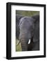 African Elephant (Loxodonta Africana), Kruger National Park, South Africa, Africa-James-Framed Photographic Print