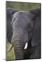 African Elephant (Loxodonta Africana), Kruger National Park, South Africa, Africa-James-Mounted Photographic Print