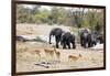 African elephant (Loxodonta Africana), Kruger National Park, South Africa, Africa-Christian Kober-Framed Photographic Print