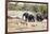 African elephant (Loxodonta Africana), Kruger National Park, South Africa, Africa-Christian Kober-Framed Photographic Print