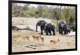 African elephant (Loxodonta Africana), Kruger National Park, South Africa, Africa-Christian Kober-Framed Photographic Print