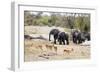 African elephant (Loxodonta Africana), Kruger National Park, South Africa, Africa-Christian Kober-Framed Photographic Print