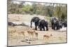 African elephant (Loxodonta Africana), Kruger National Park, South Africa, Africa-Christian Kober-Mounted Photographic Print