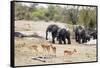 African elephant (Loxodonta Africana), Kruger National Park, South Africa, Africa-Christian Kober-Framed Stretched Canvas