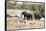 African elephant (Loxodonta Africana), Kruger National Park, South Africa, Africa-Christian Kober-Framed Stretched Canvas