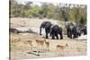 African elephant (Loxodonta Africana), Kruger National Park, South Africa, Africa-Christian Kober-Stretched Canvas