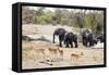 African elephant (Loxodonta Africana), Kruger National Park, South Africa, Africa-Christian Kober-Framed Stretched Canvas