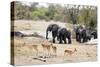 African elephant (Loxodonta Africana), Kruger National Park, South Africa, Africa-Christian Kober-Stretched Canvas