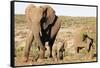African elephant (Loxodonta Africana), Kruger National Park, South Africa, Africa-Christian Kober-Framed Stretched Canvas