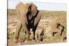 African elephant (Loxodonta Africana), Kruger National Park, South Africa, Africa-Christian Kober-Stretched Canvas