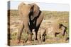 African elephant (Loxodonta Africana), Kruger National Park, South Africa, Africa-Christian Kober-Stretched Canvas