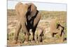 African elephant (Loxodonta Africana), Kruger National Park, South Africa, Africa-Christian Kober-Mounted Photographic Print